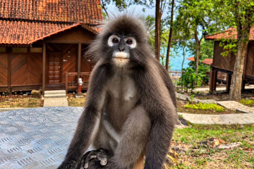 Brillenlangur