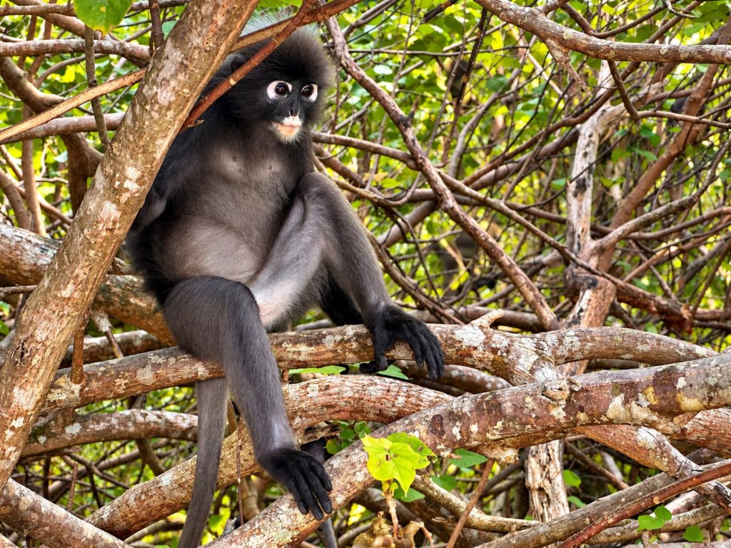 Brillenlangur