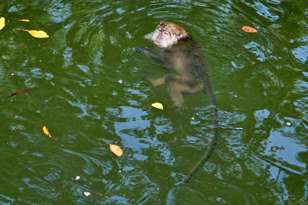Javaneraffe beim Schwimmen