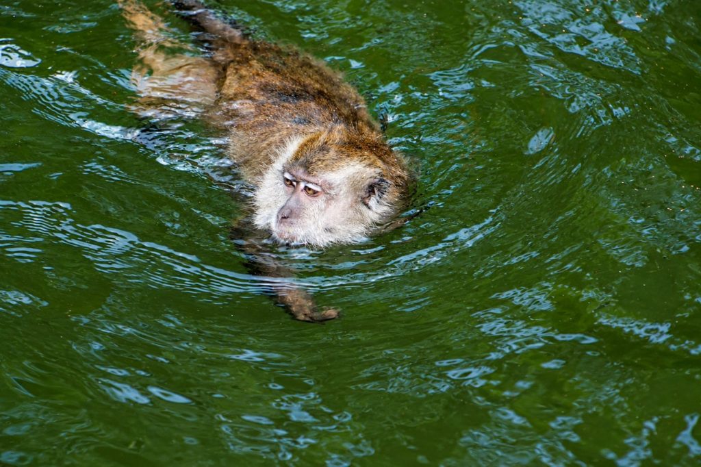 Javaneraffe beim Schwimmen