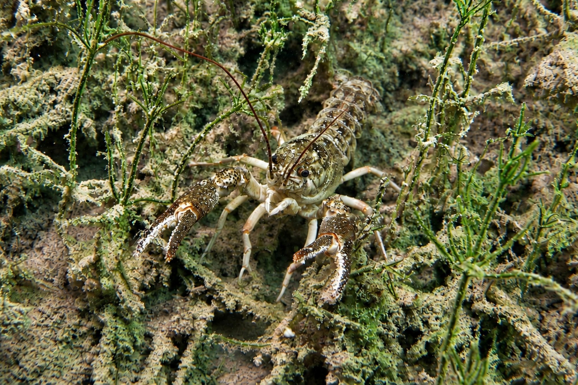 Dohlenkrebs