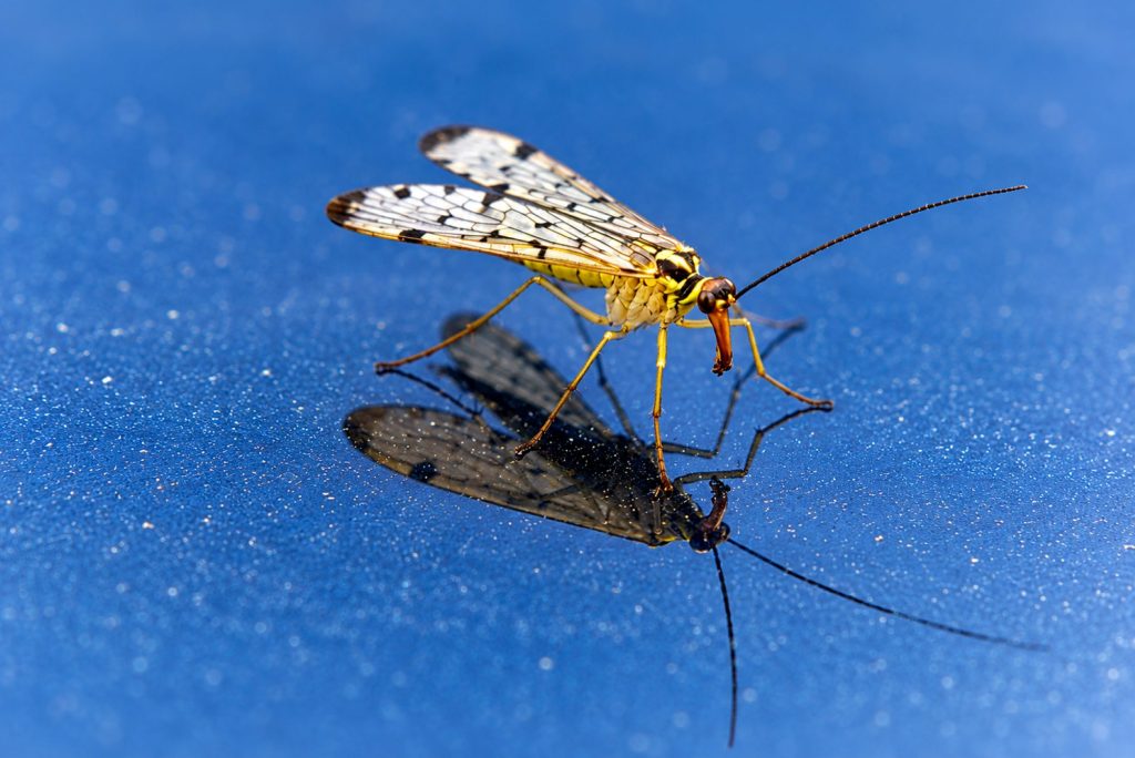 Skorpionsfliege