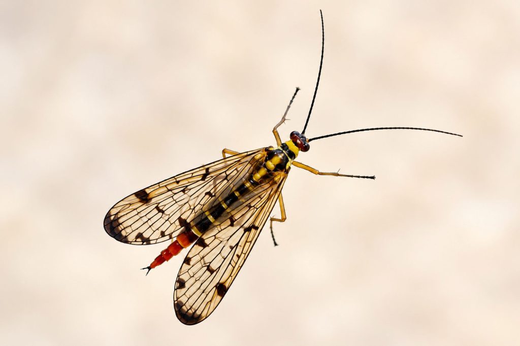 Skorpionsfliege