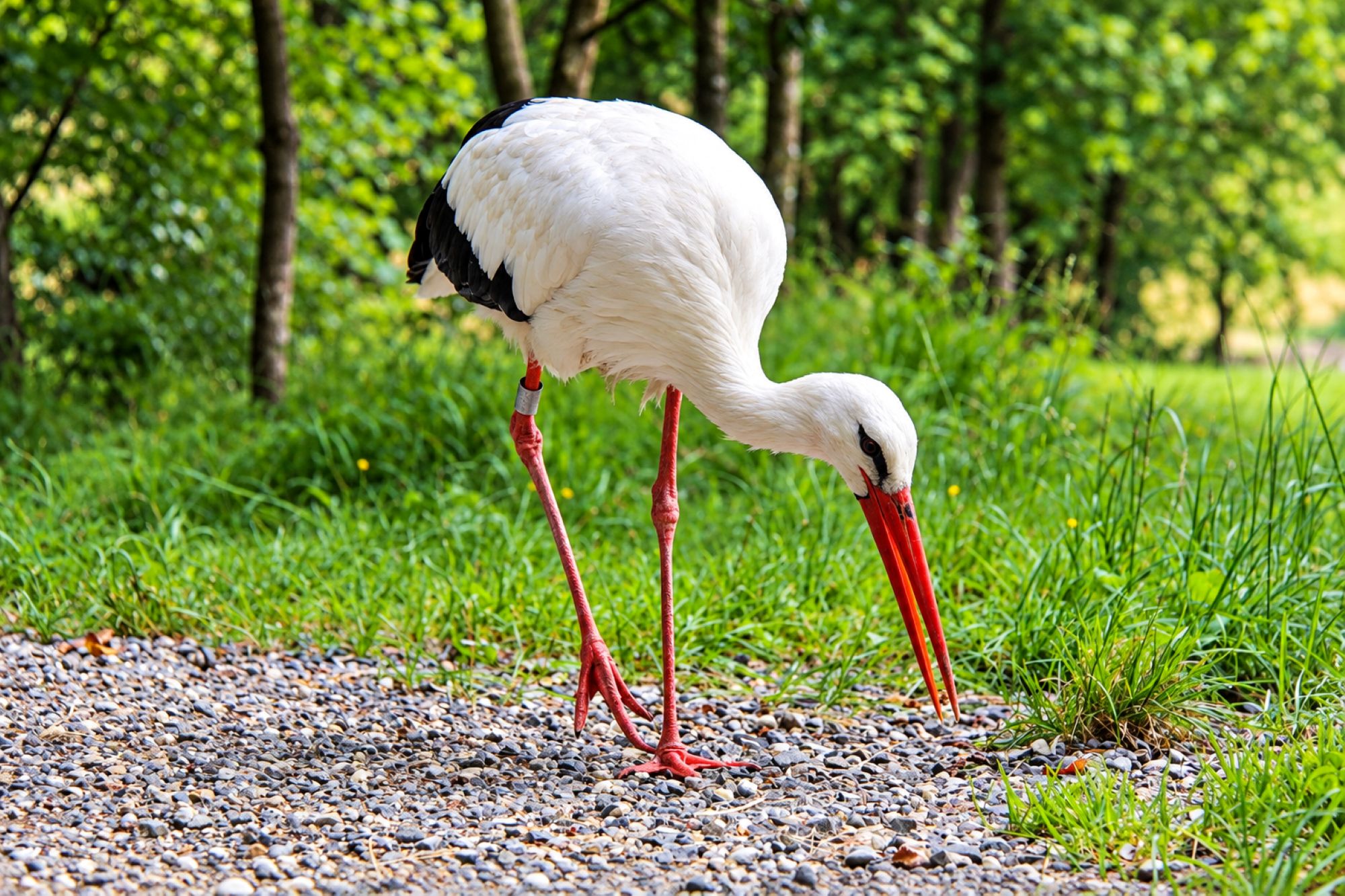 Weißstorch