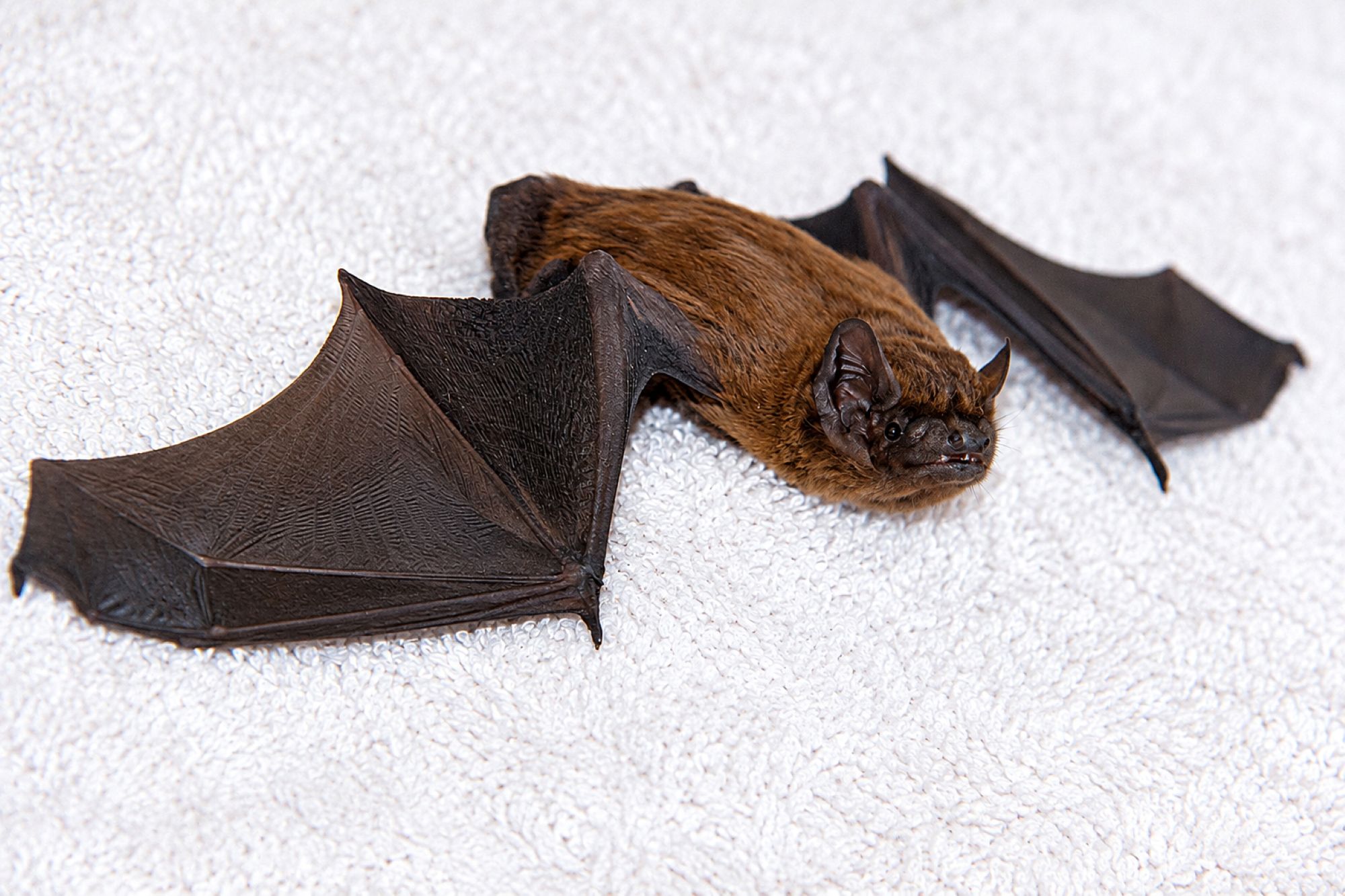 Zwergfledermaus
