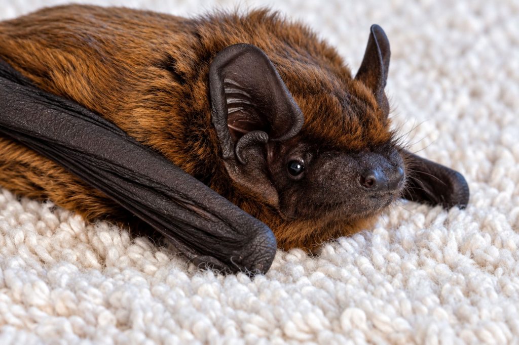 Zwergfledermaus