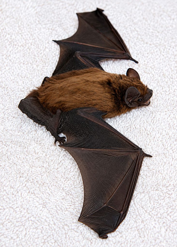 Zwergfledermaus