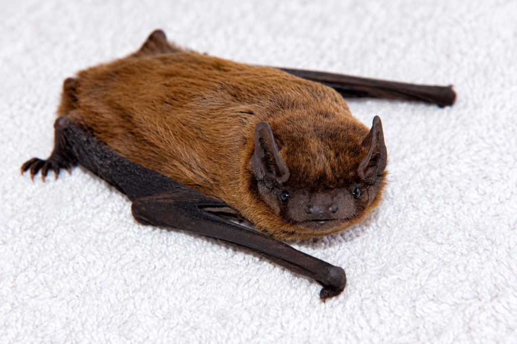 Zwergfledermaus
