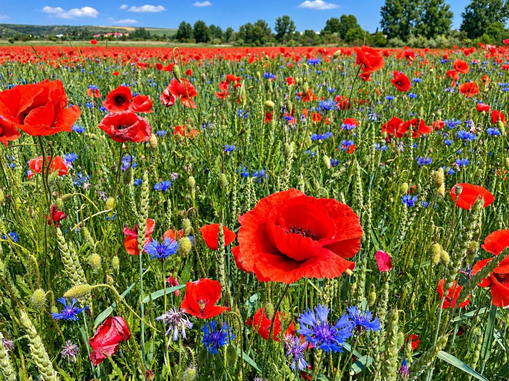 Feld mit Klatschmohn, blauen Kornblumen und Weizen