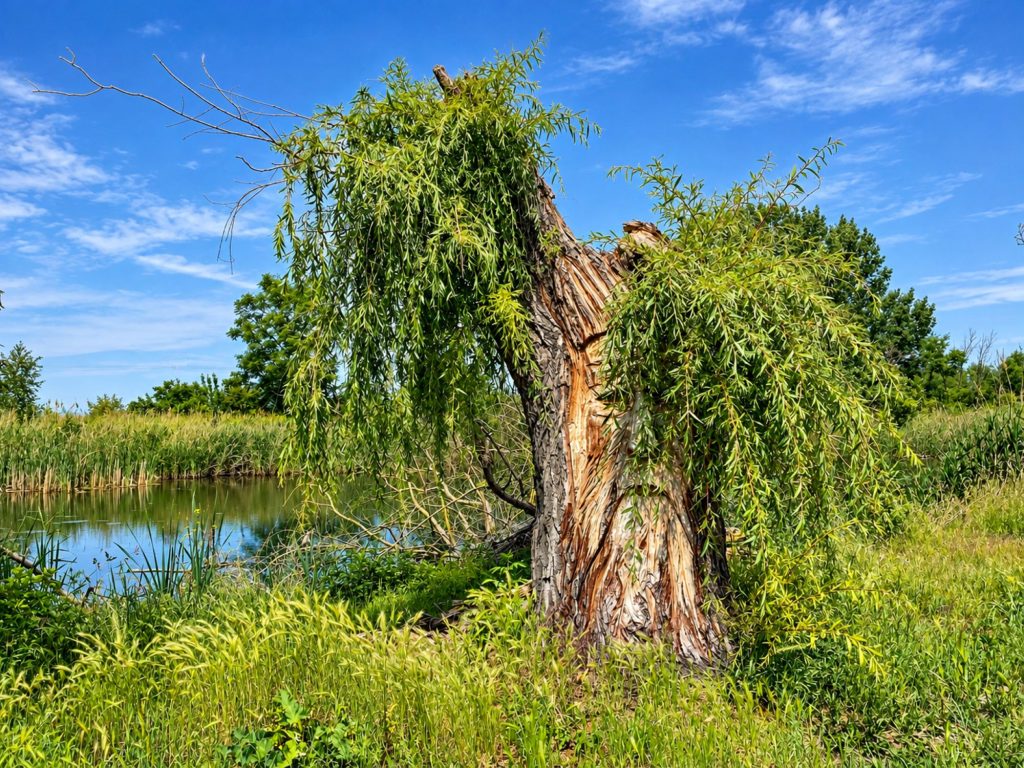 Trauerweide „Ungebrochener Lebenswille“