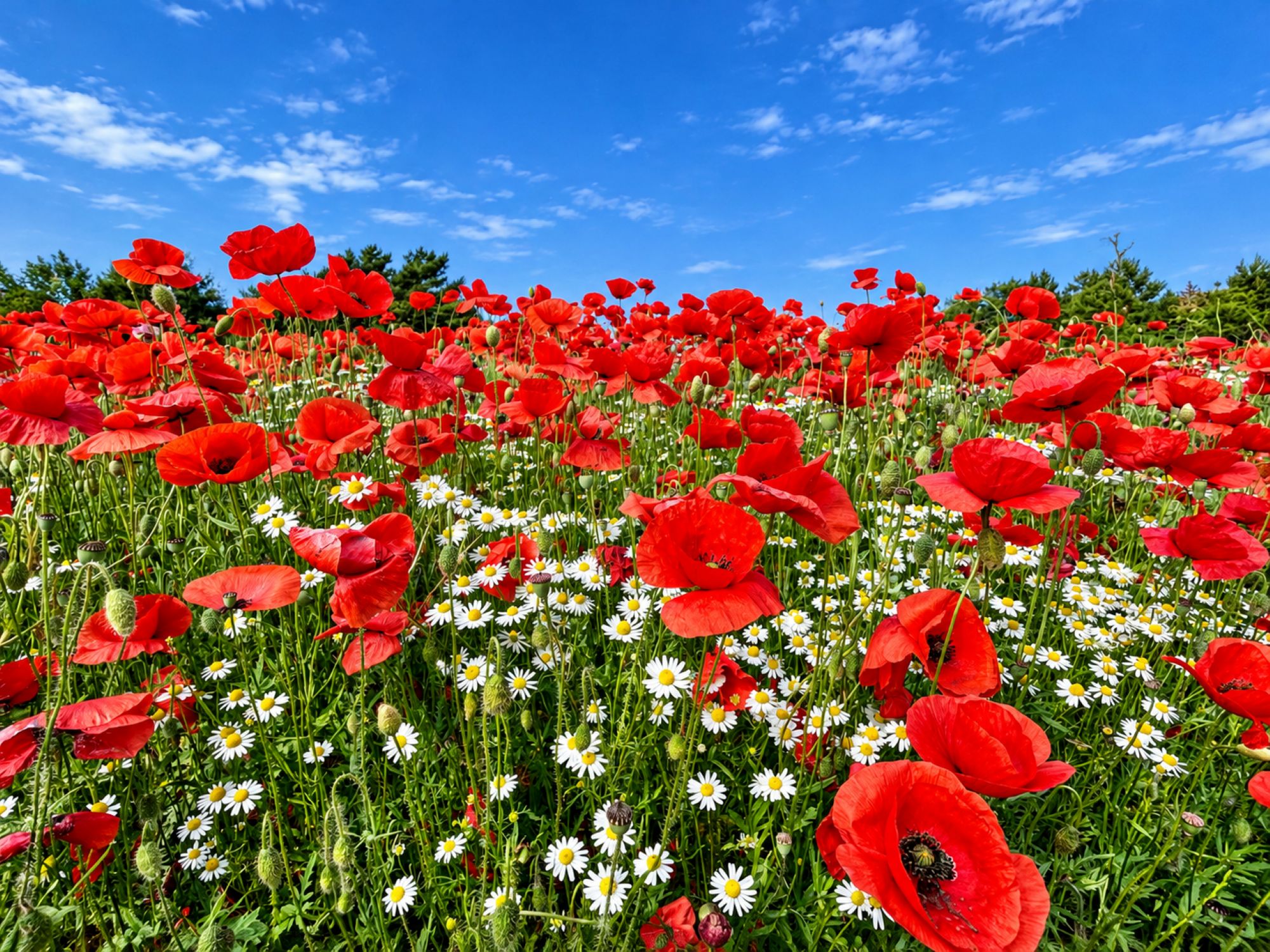 Klatschmohn & Kamille