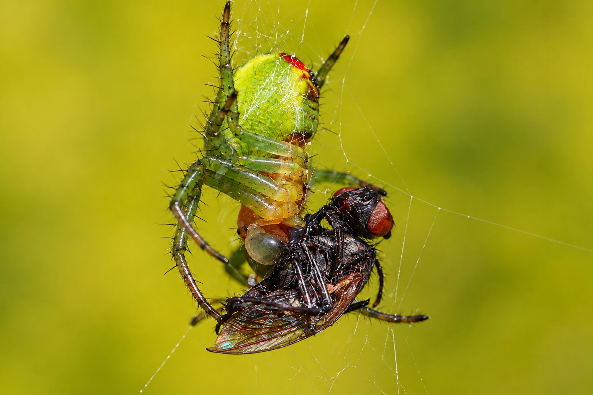 Kürbisspinne hat eine Fliege erbeutet