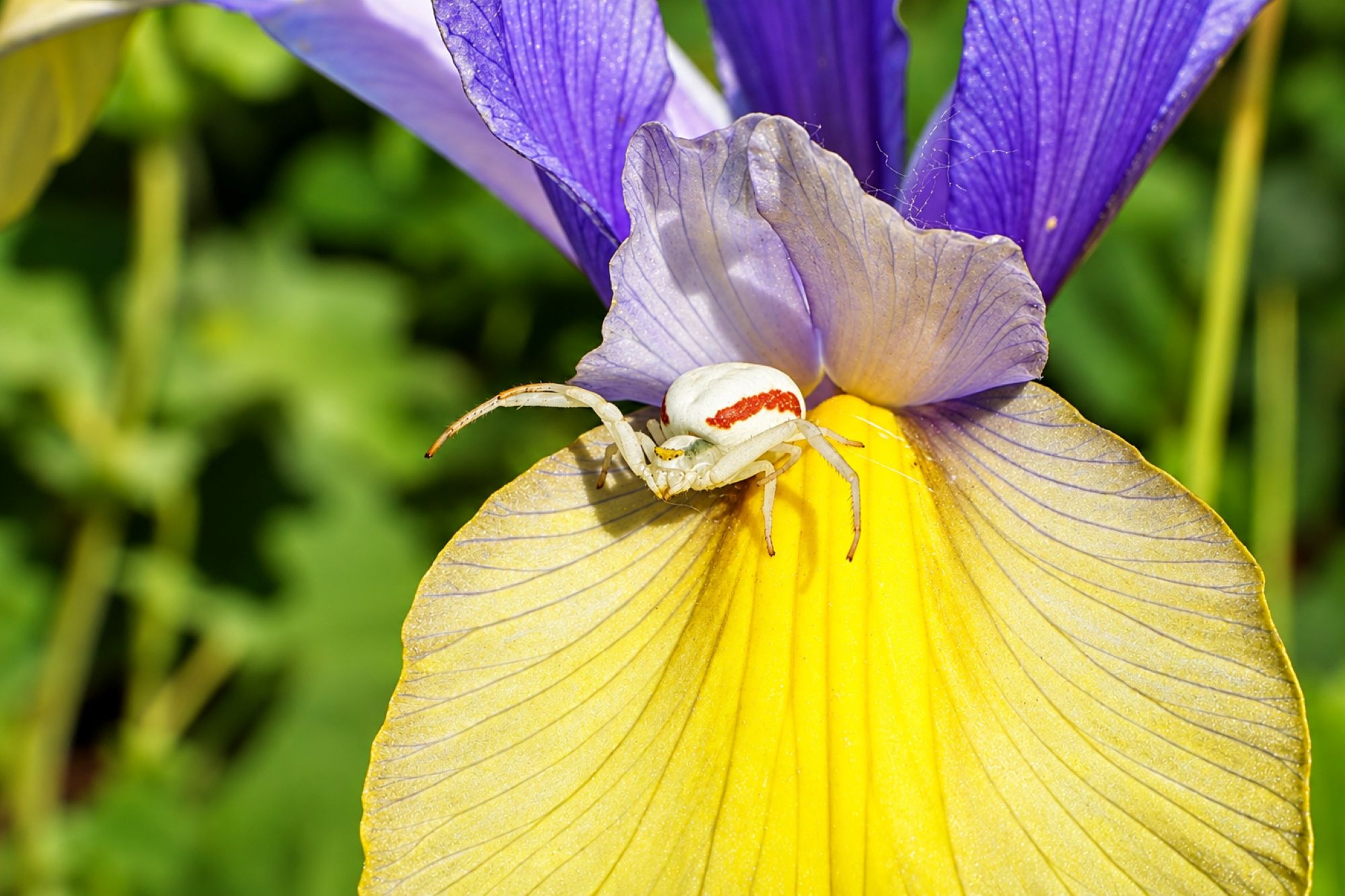 Veränderliche Krabbenspinne