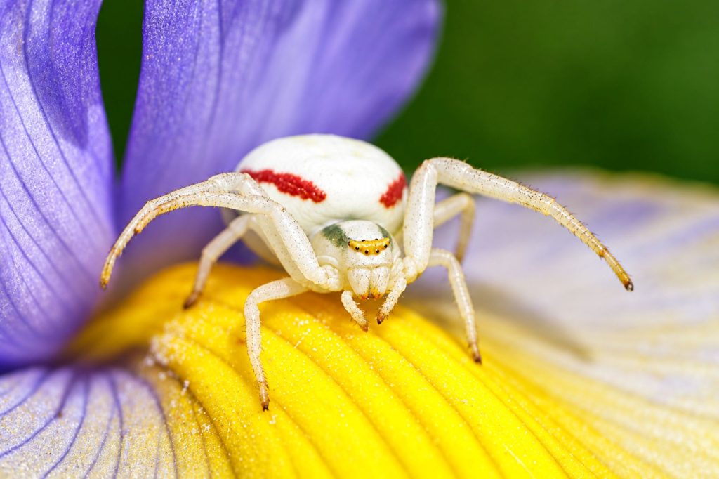 Veränderliche Krabbenspinne