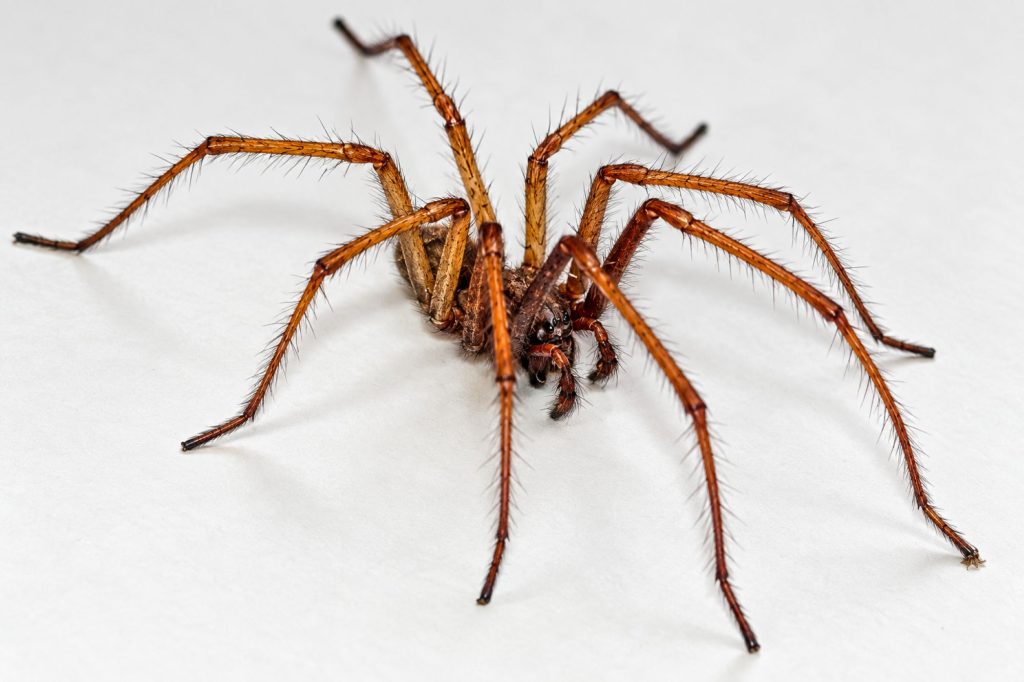 Große Winkelspinne