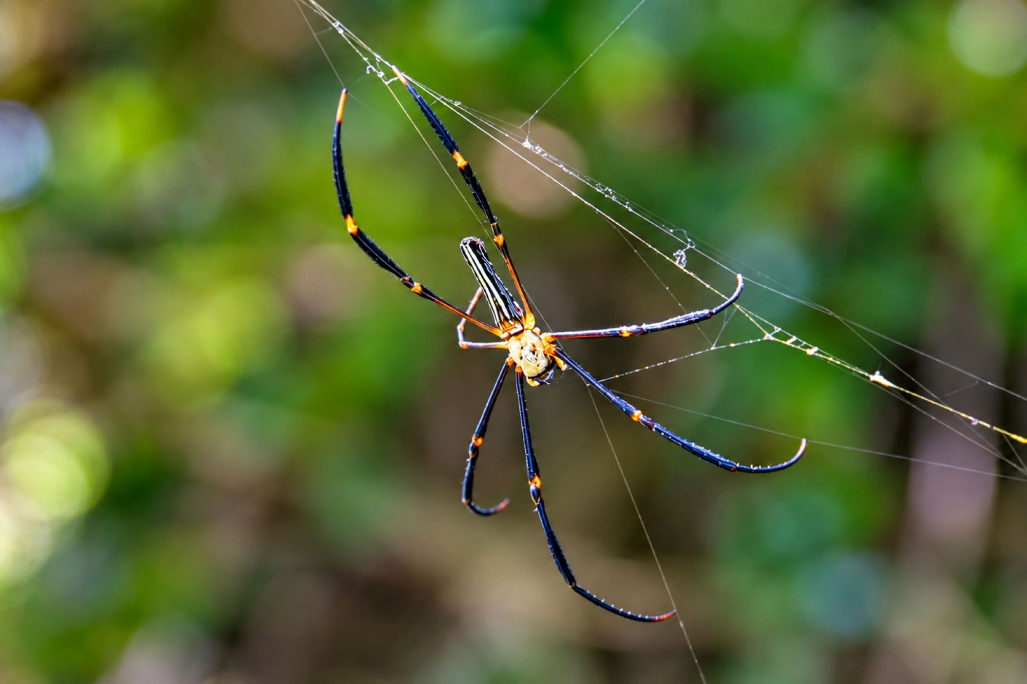 Goldene Seidenspinne