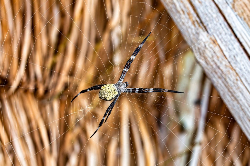 Hawaiianische Gartenspinne