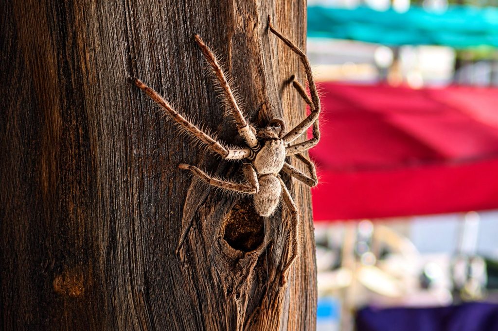 Riesenkrabbenspinne