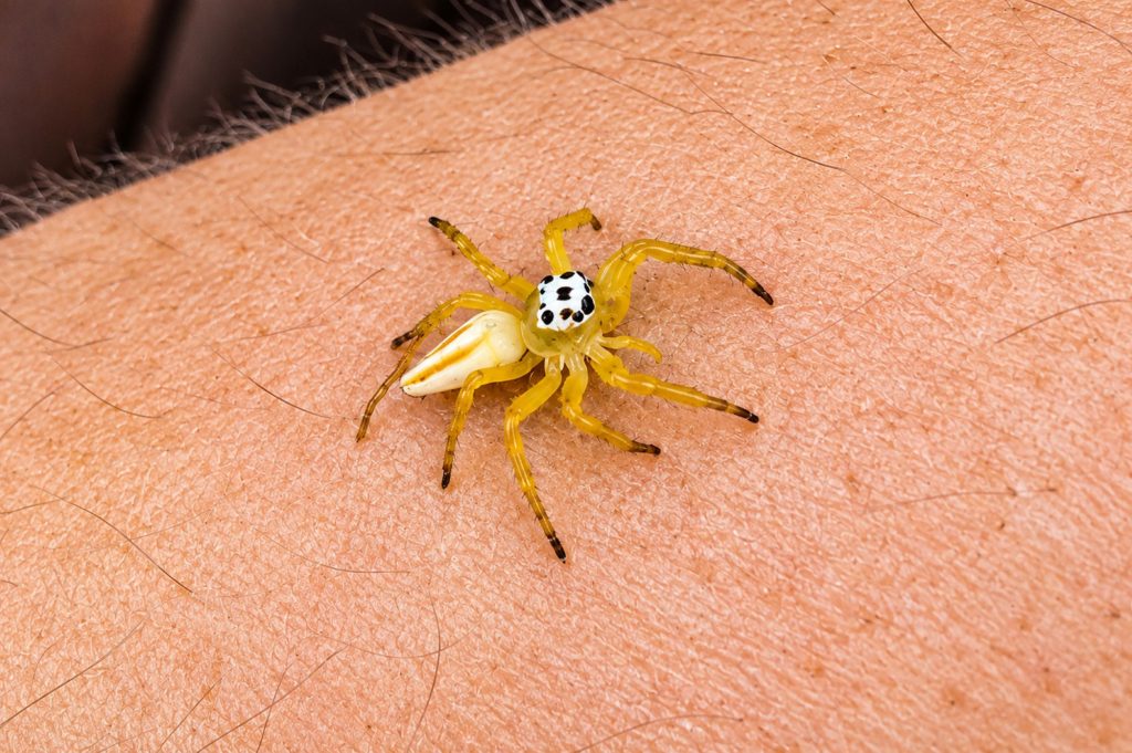 Zwei-Streifen-Springspinne