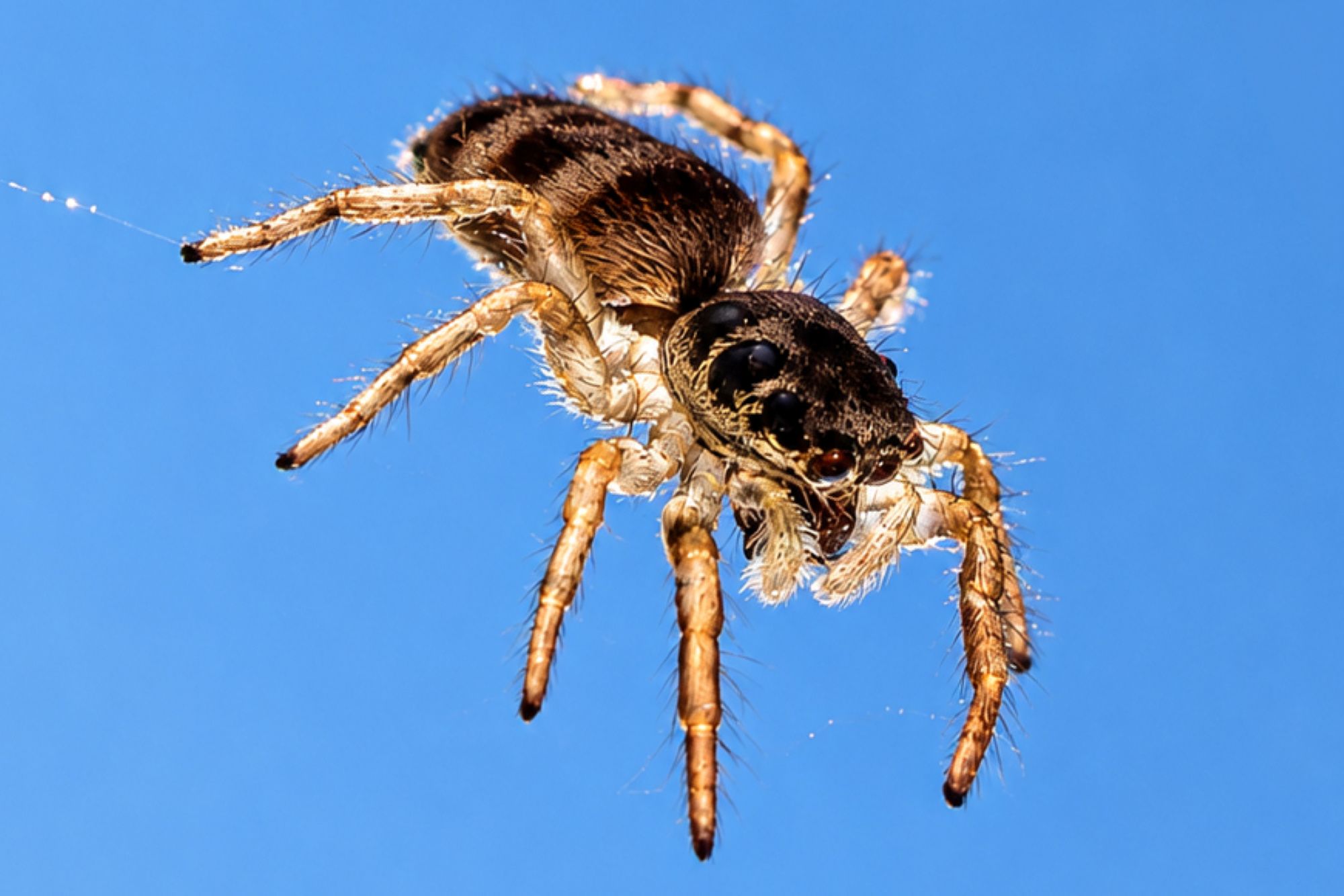 Mauer-Zebraspringspinne an der Fensterscheibe (2-3 mm)