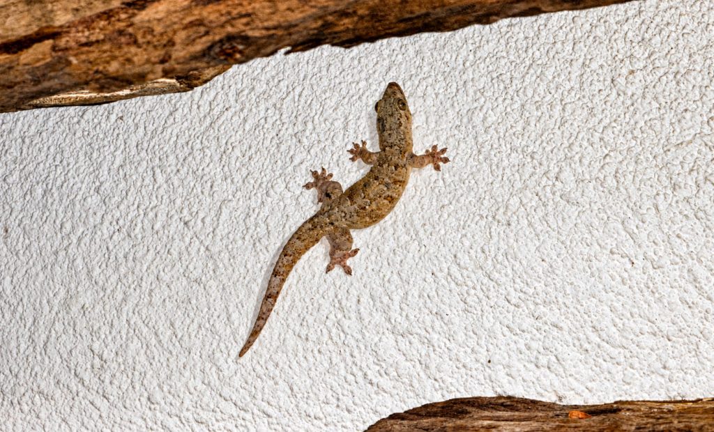 Asiatischen Hausgecko