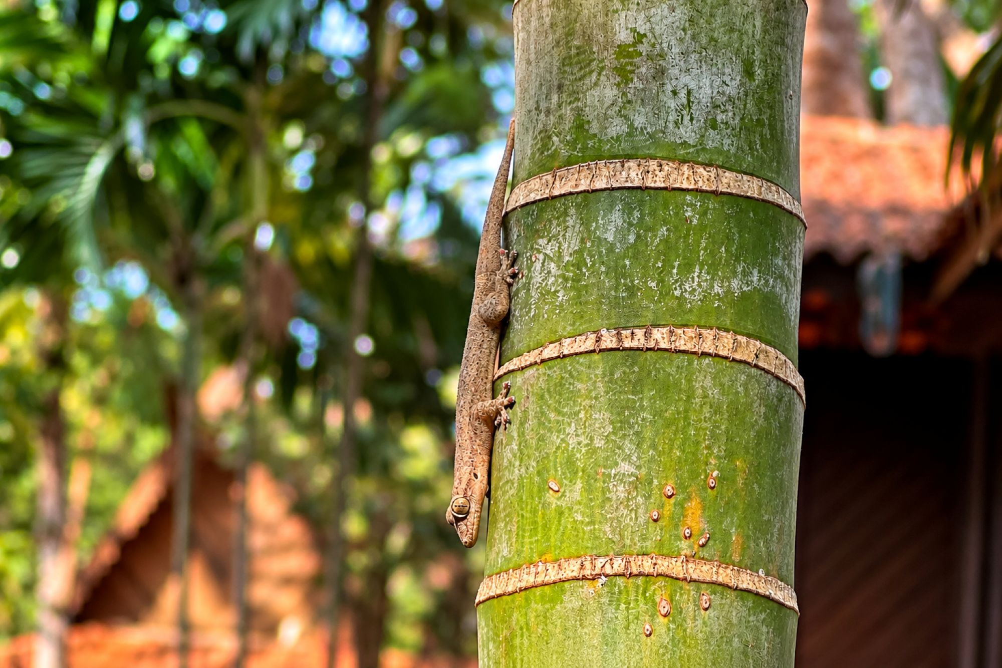Jungferngecko