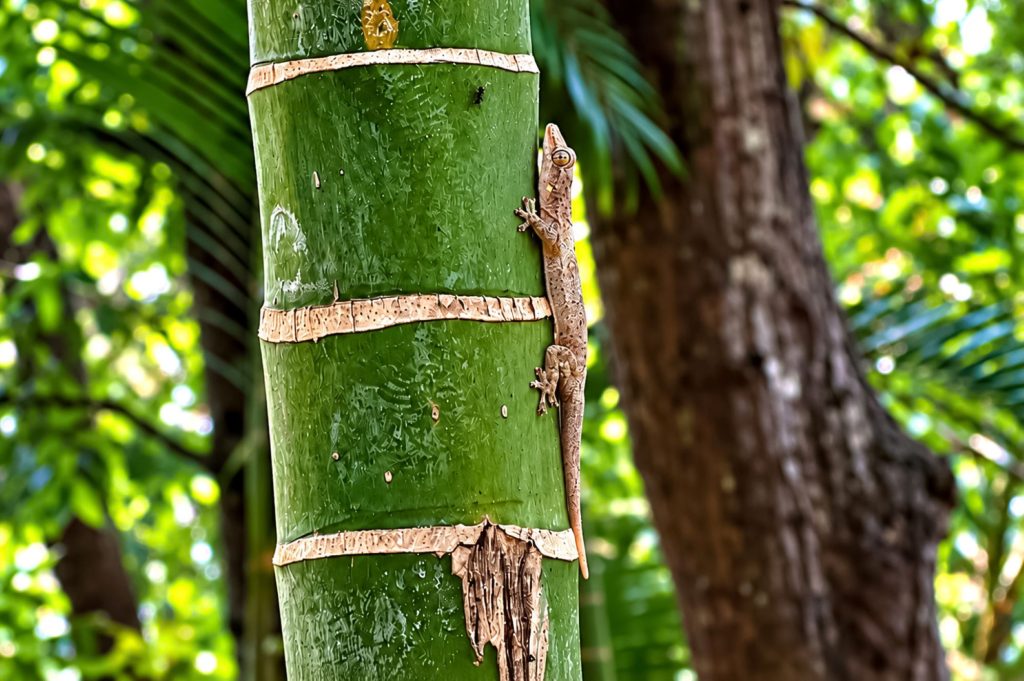 Jungferngecko