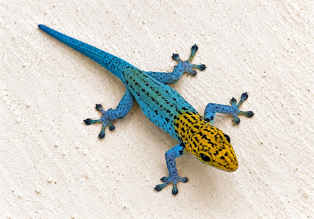 Gelbkopf Taggecko