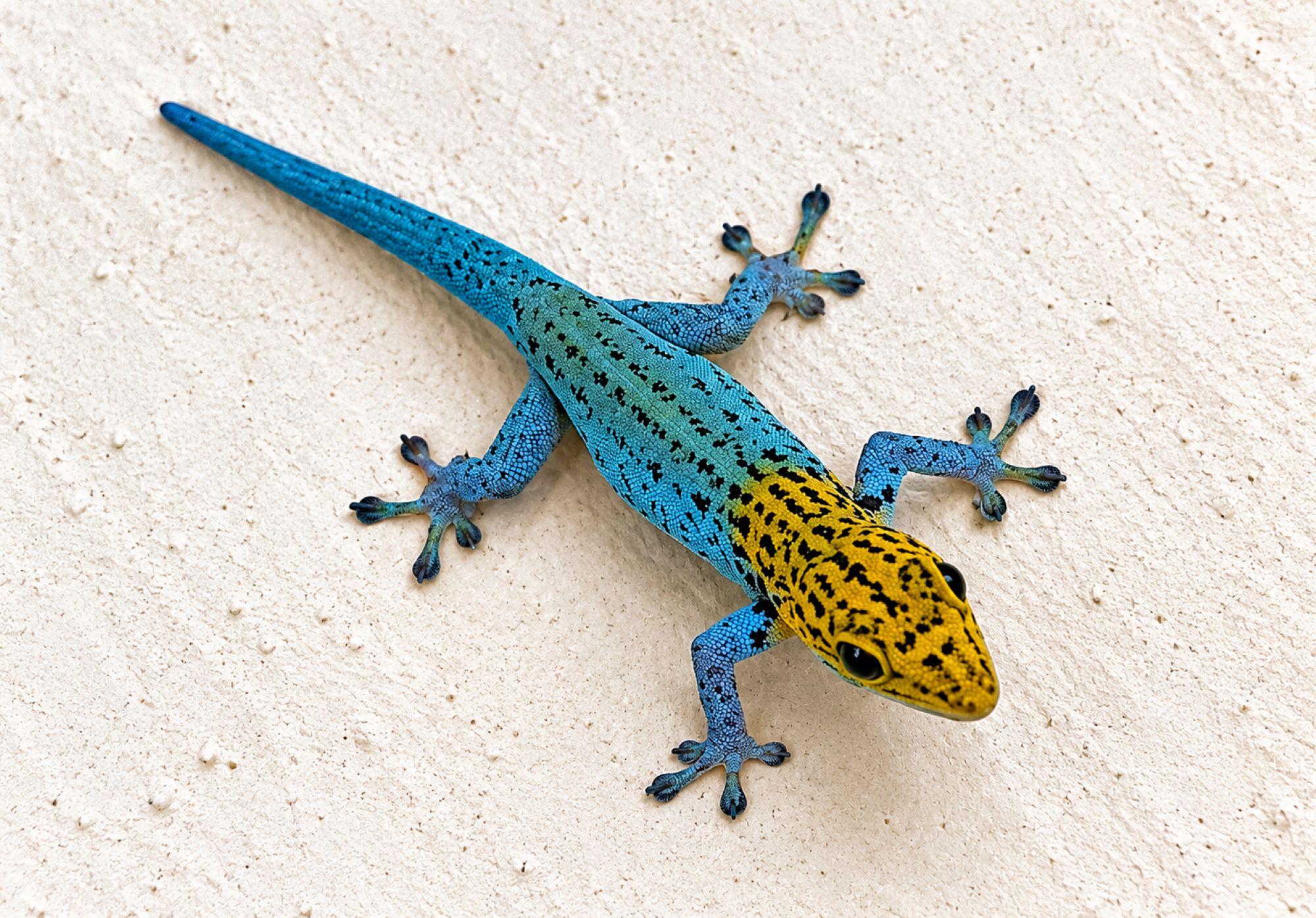 Gelbkopf Taggecko