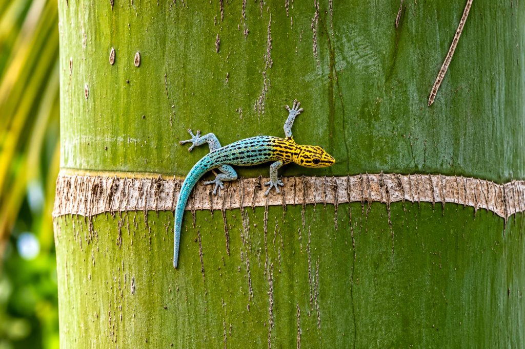 Gelbkopf Taggecko