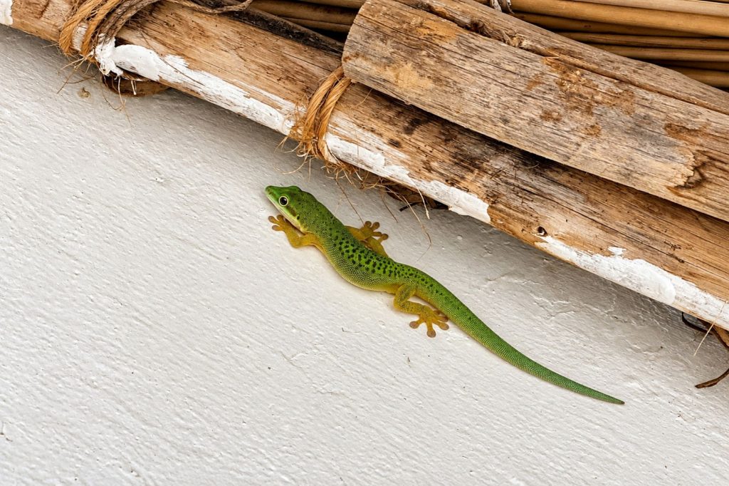 Palmen-Taggecko