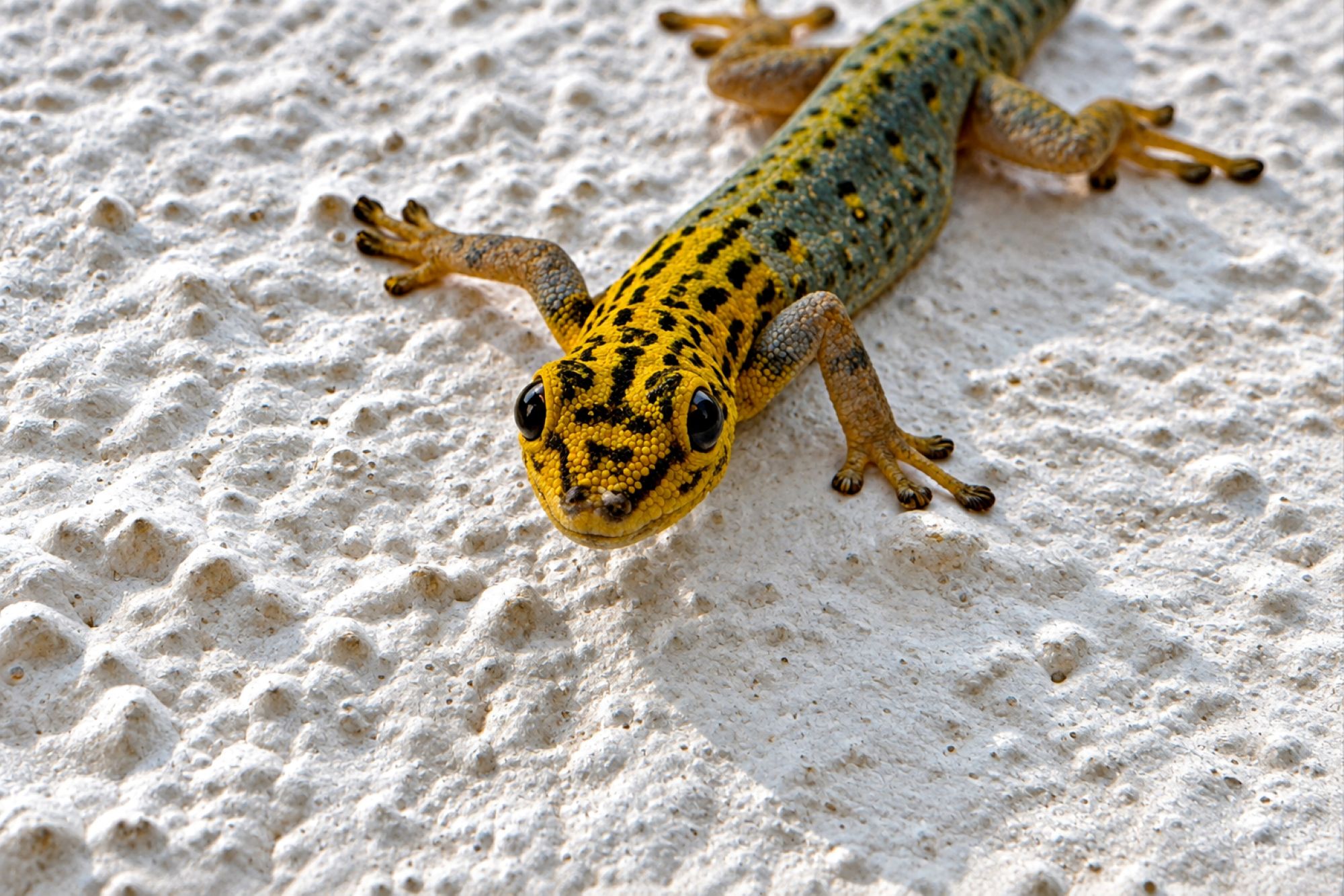 Gelbkopf Taggecko