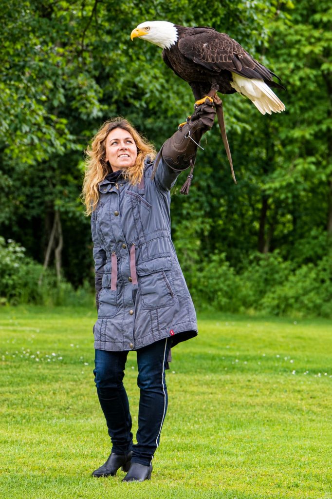 Weißkopfseeadler