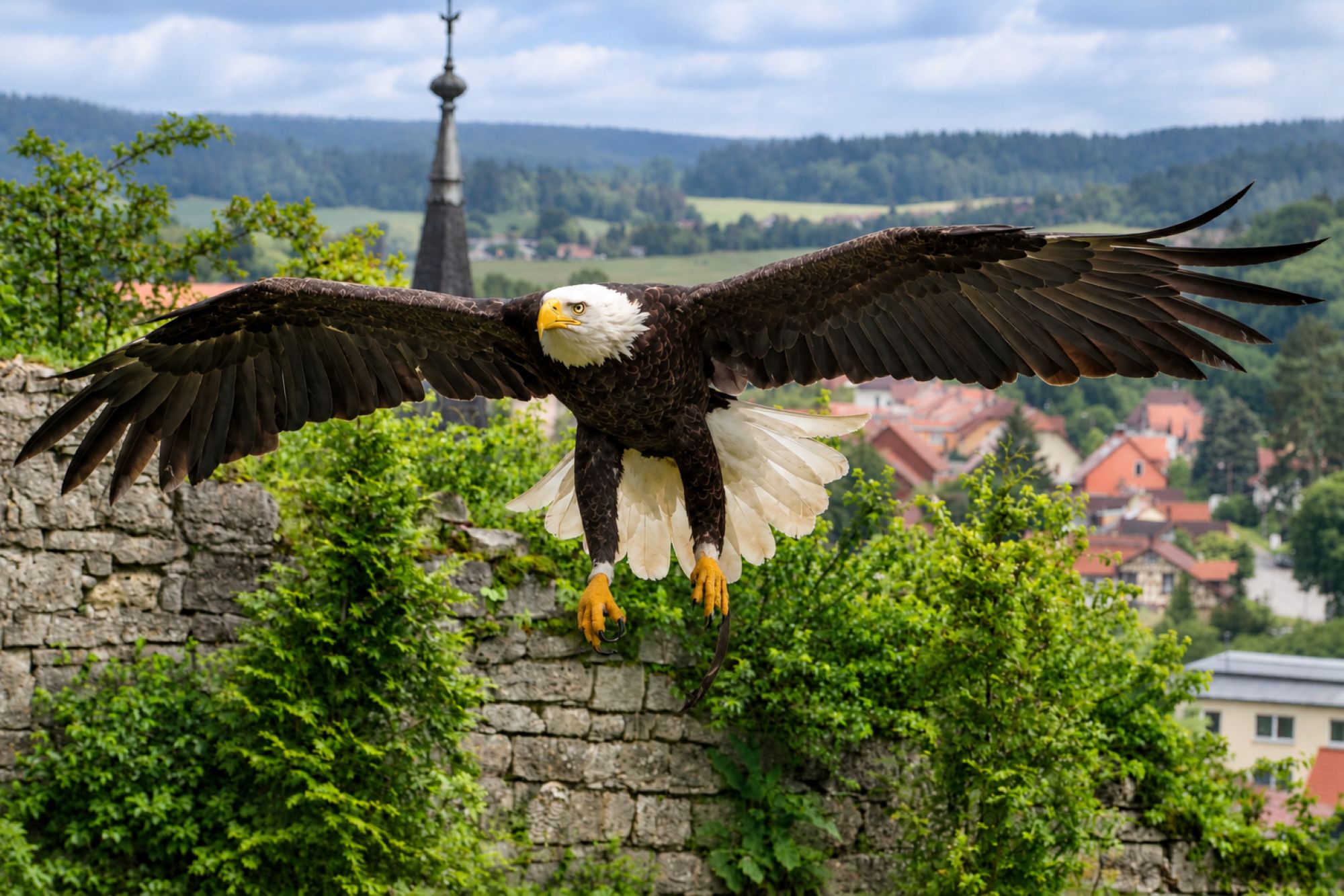 Weißkopfseeadler