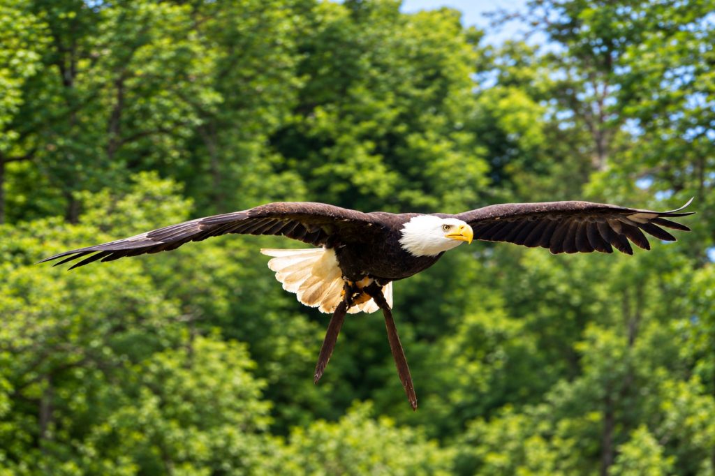 Weißkopfseeadler