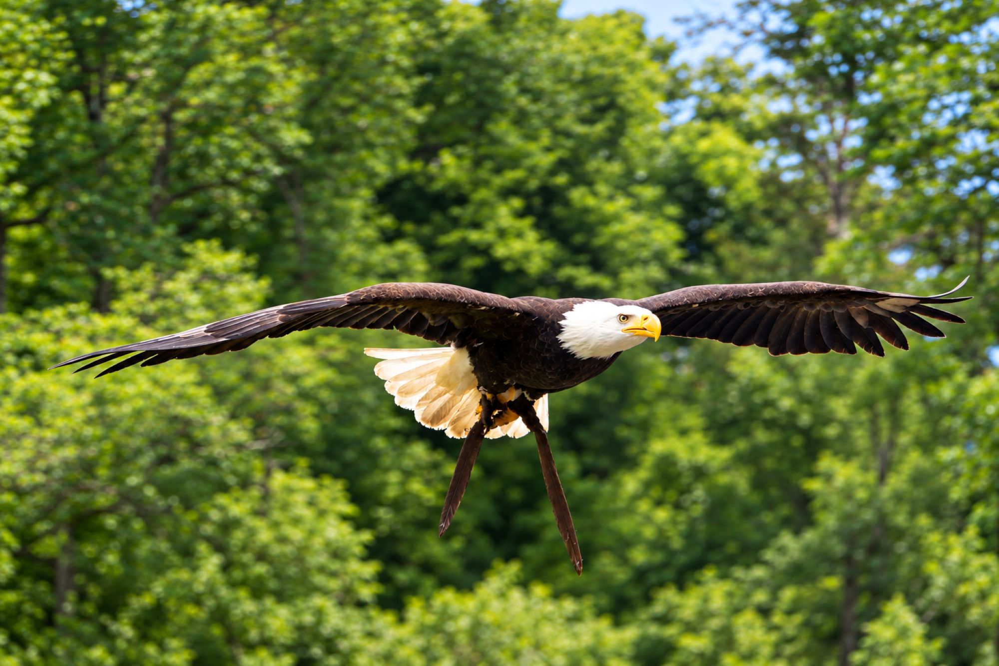 Weißkopfseeadler