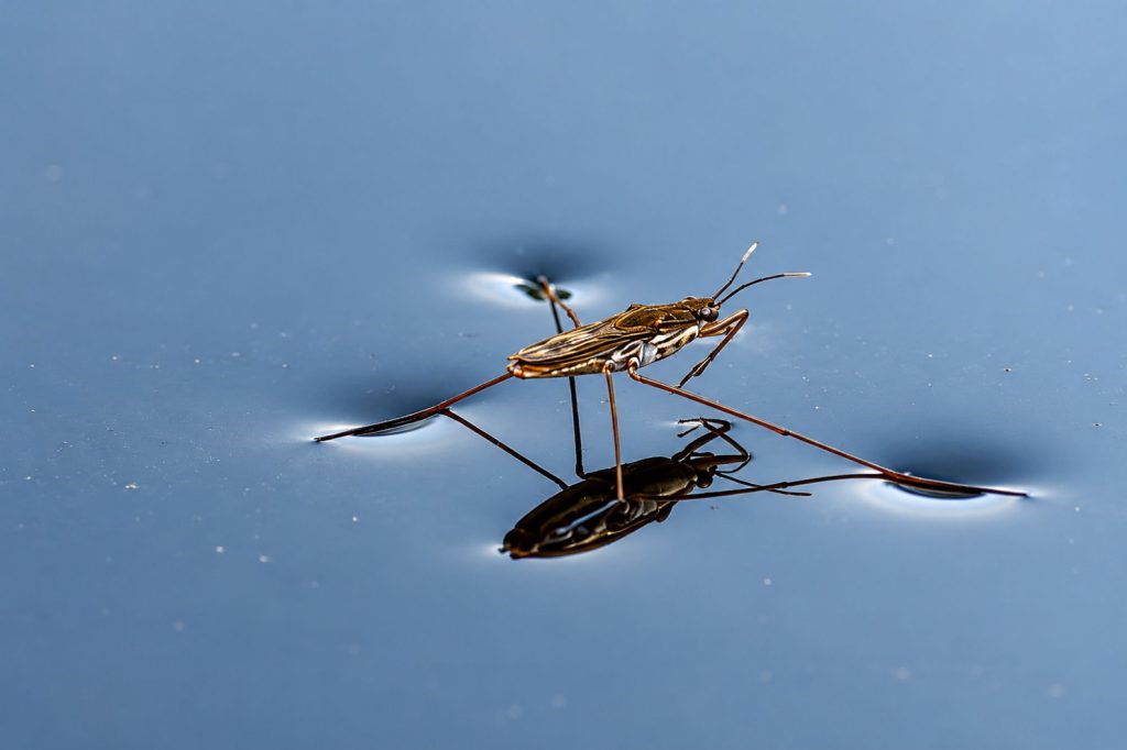 Wasserläufer