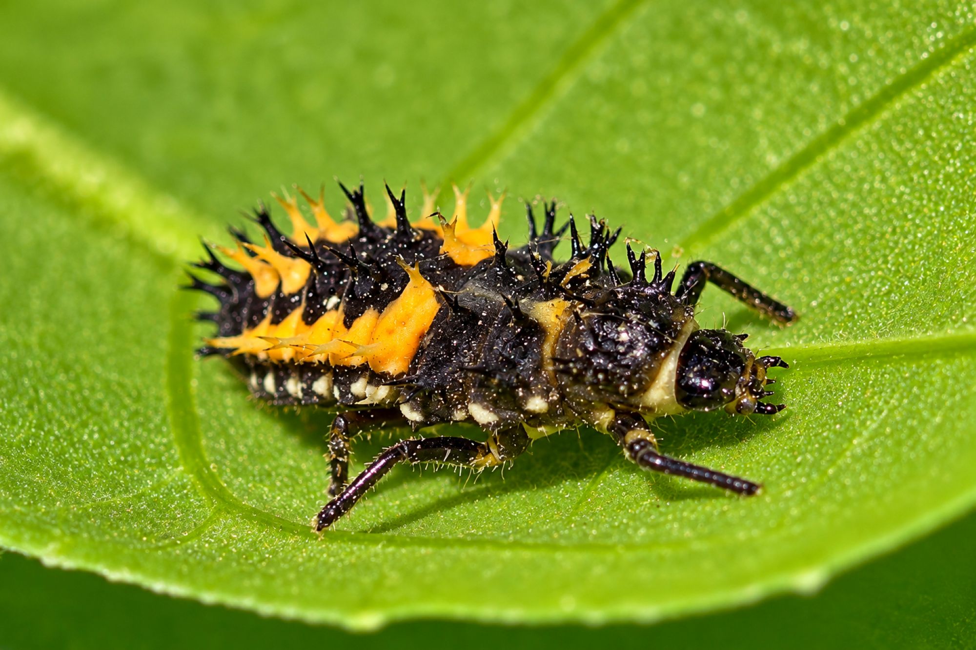 Larve eines Asiatischen Marienkäfers