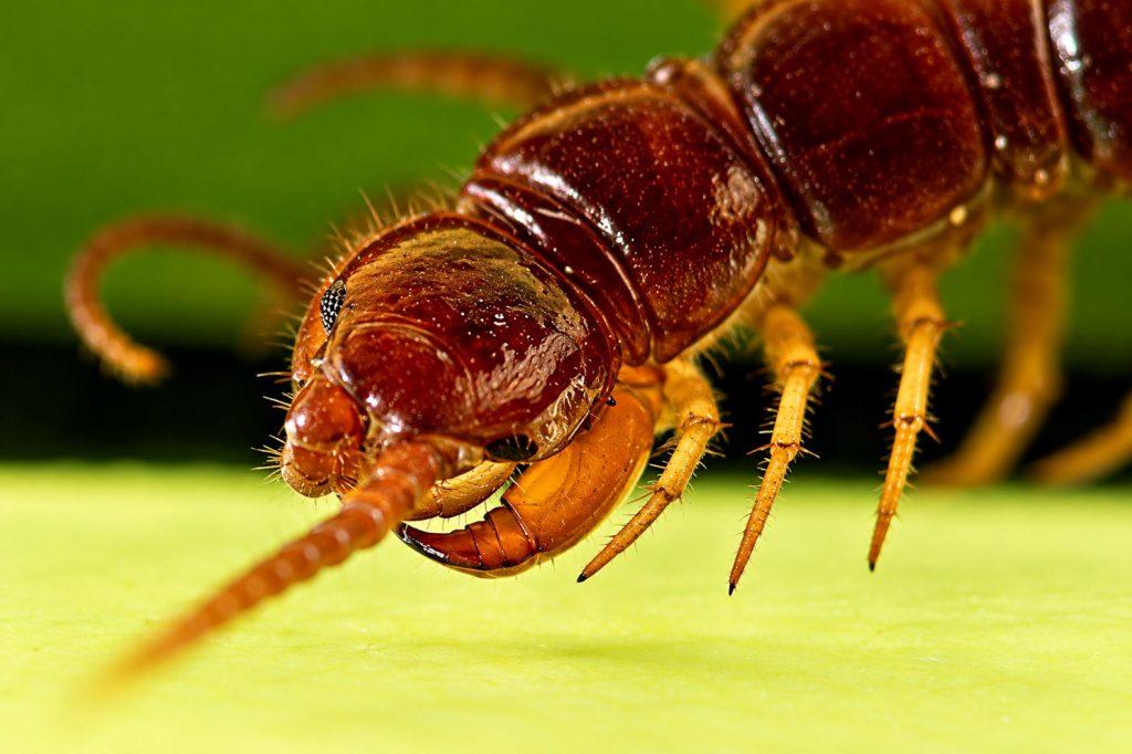 Gemeiner Steinläufer
