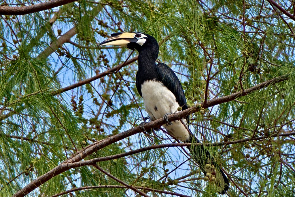 Orienthornvogel