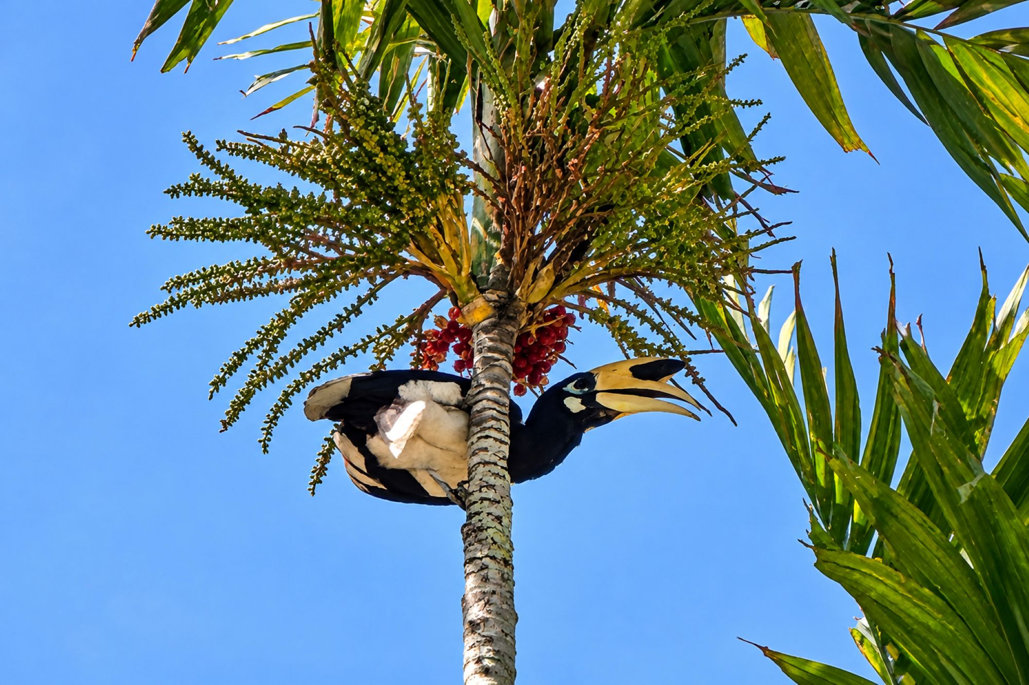 Orienthornvogel