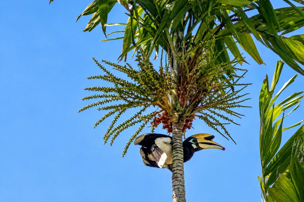 Orienthornvogel