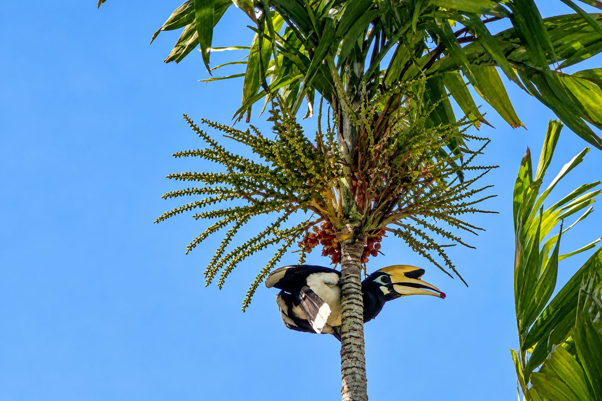Orienthornvogel