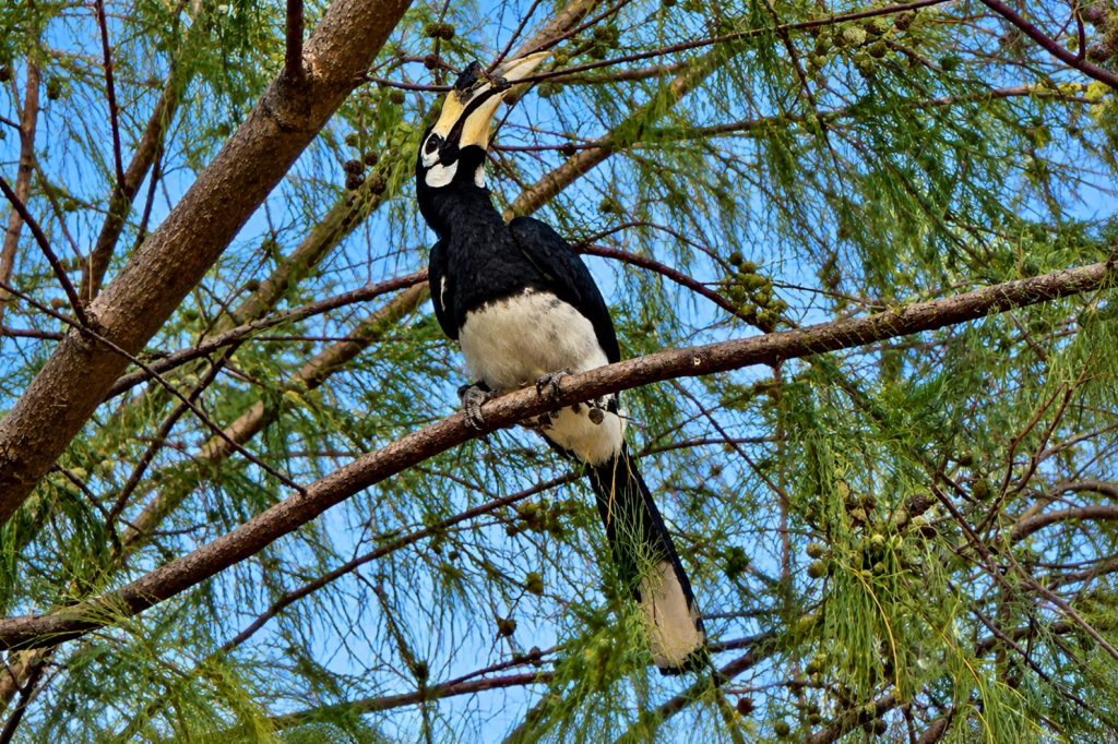 Orienthornvogel