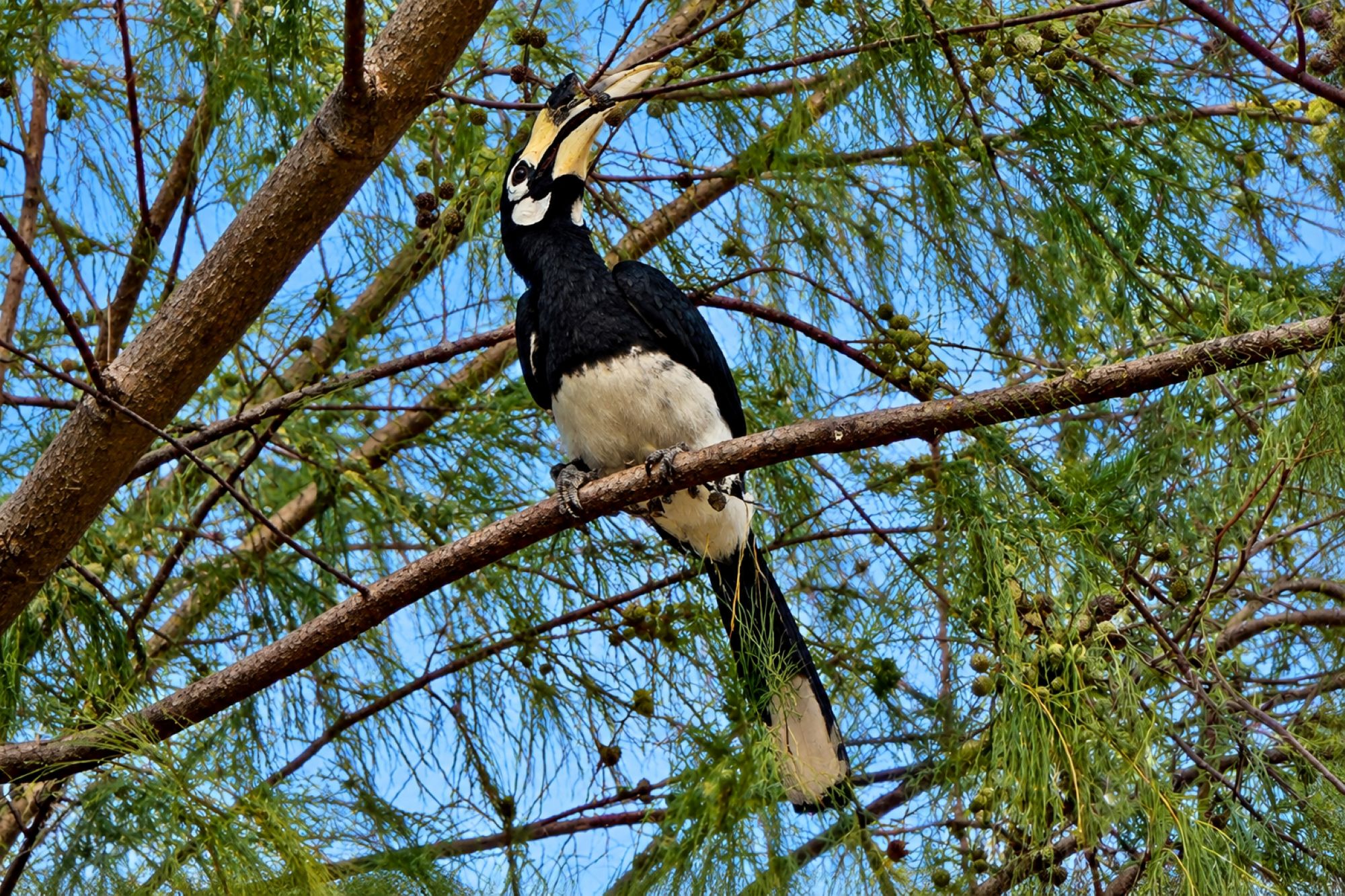 Orienthornvogel