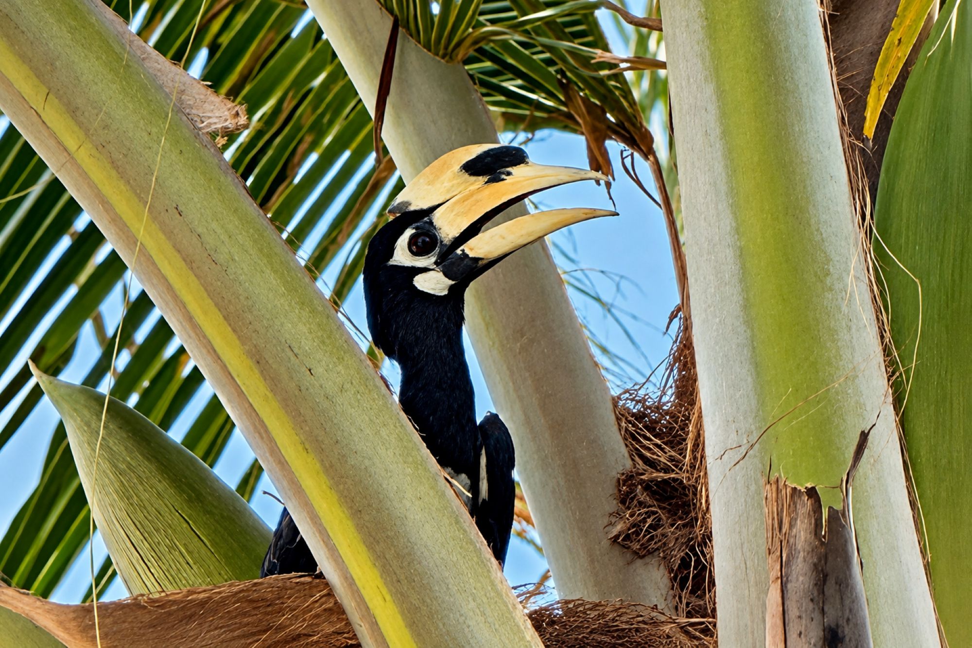Orienthornvogel
