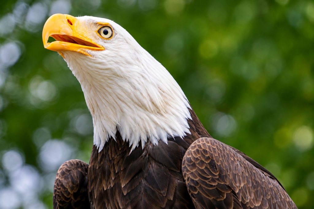 Weißkopfseeadler