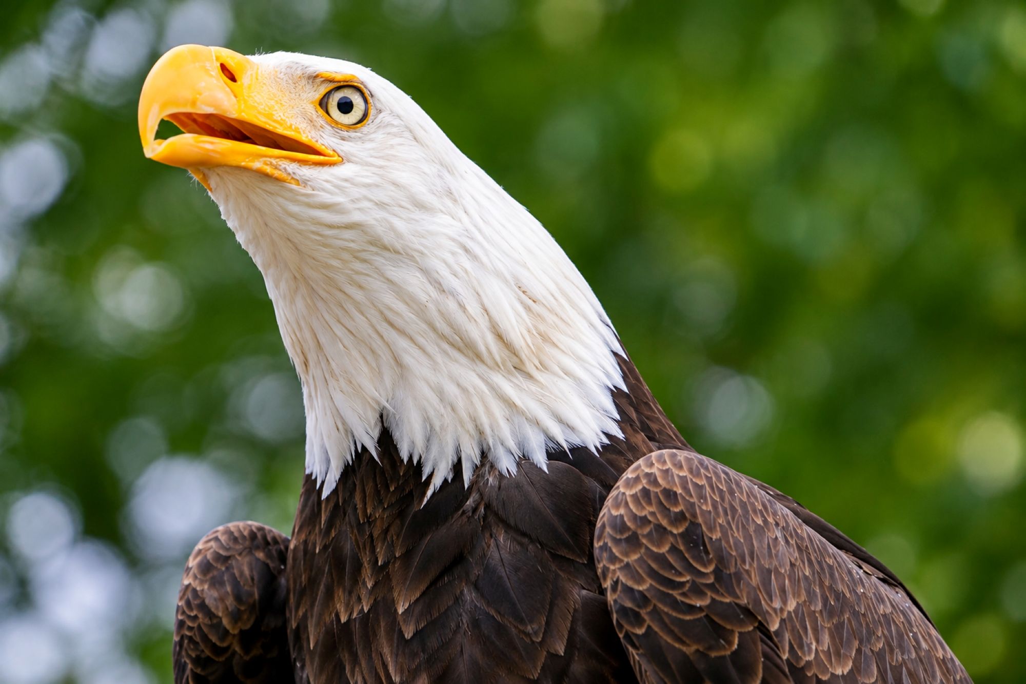 Weißkopfseeadler