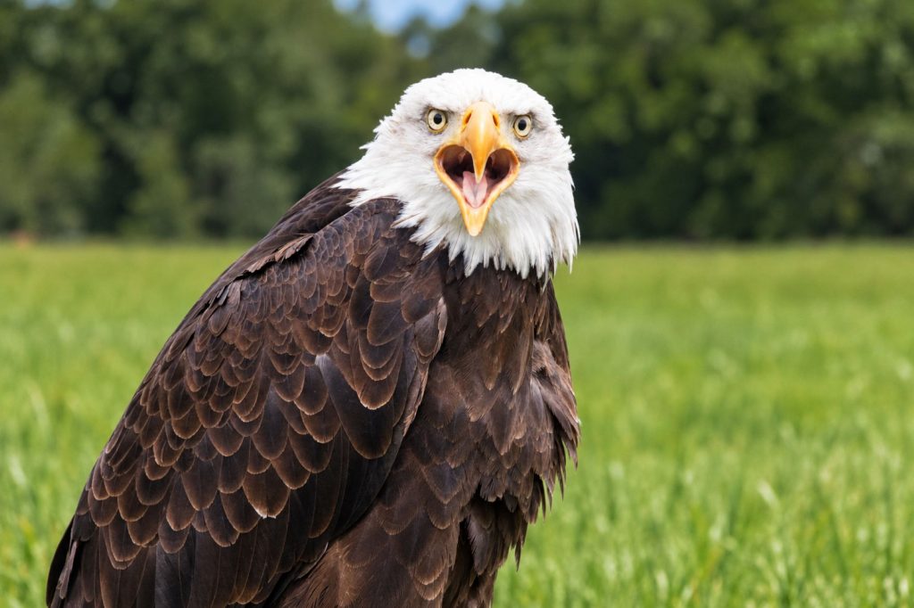 Weißkopfseeadler