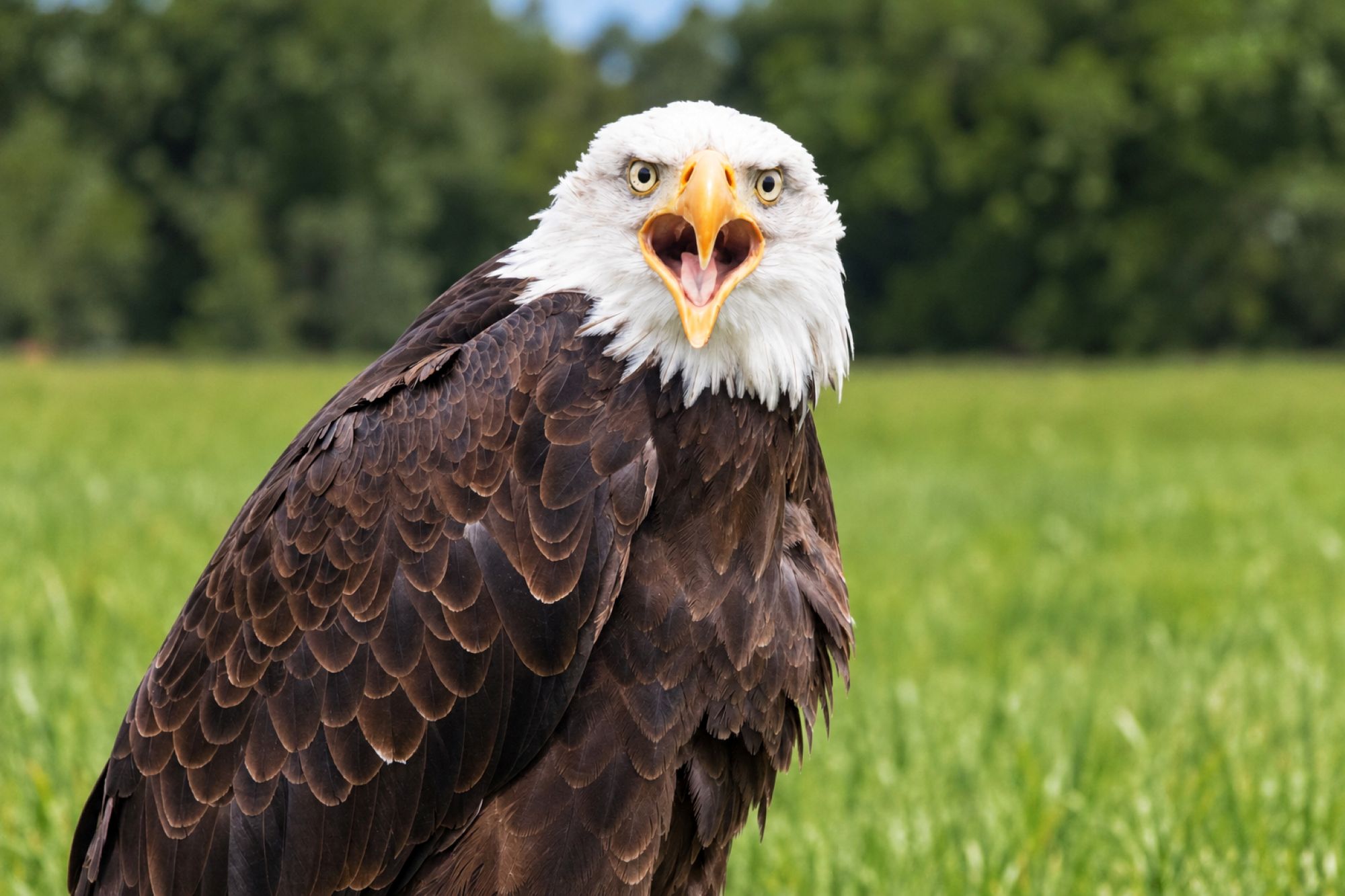 Weißkopfseeadler